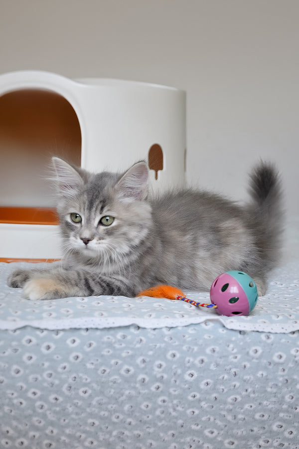 Dasha | Siberian Kitten