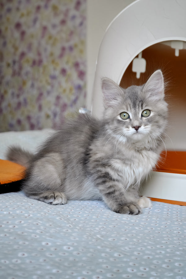 Dasha | Siberian Kitten
