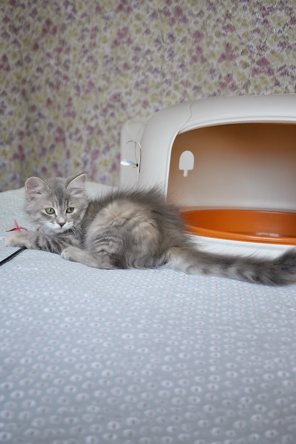 Dasha | Siberian Kitten
