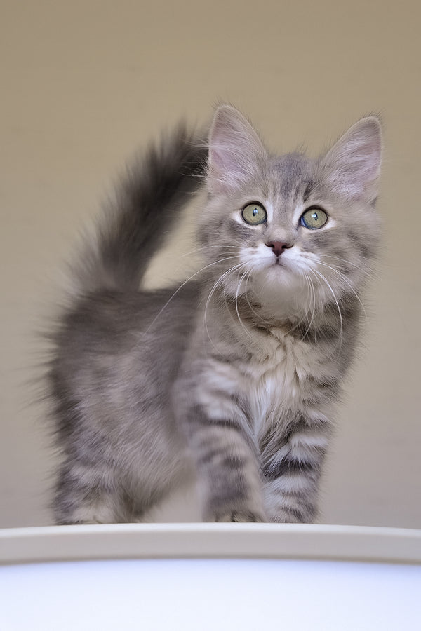 Dasha | Siberian Kitten