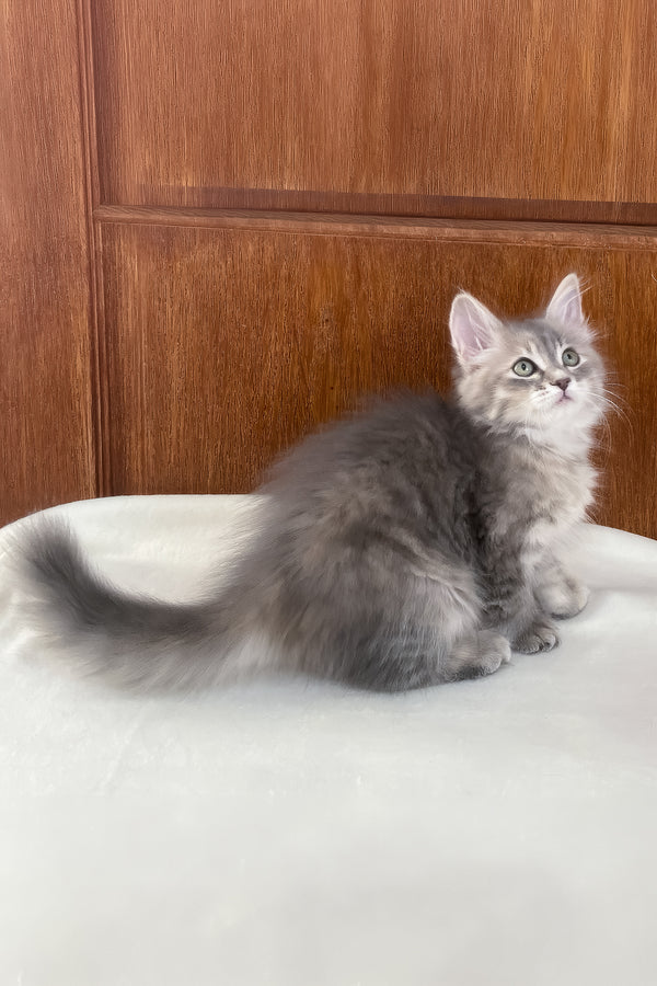 Dasha | Siberian Kitten