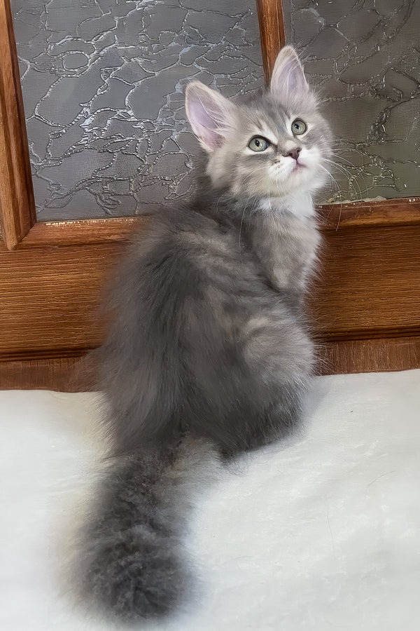 Dasha | Siberian Kitten