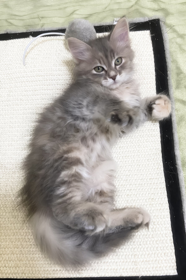 Dasha | Siberian Kitten