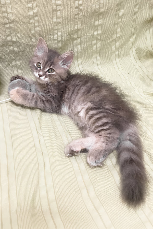 Dasha | Siberian Kitten