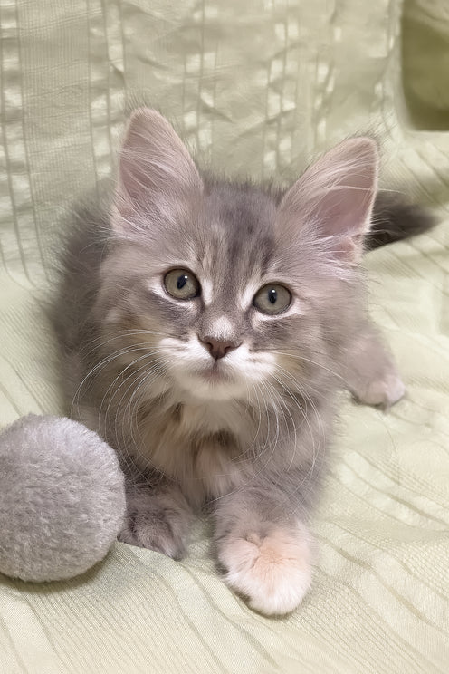 Dasha | Siberian Kitten