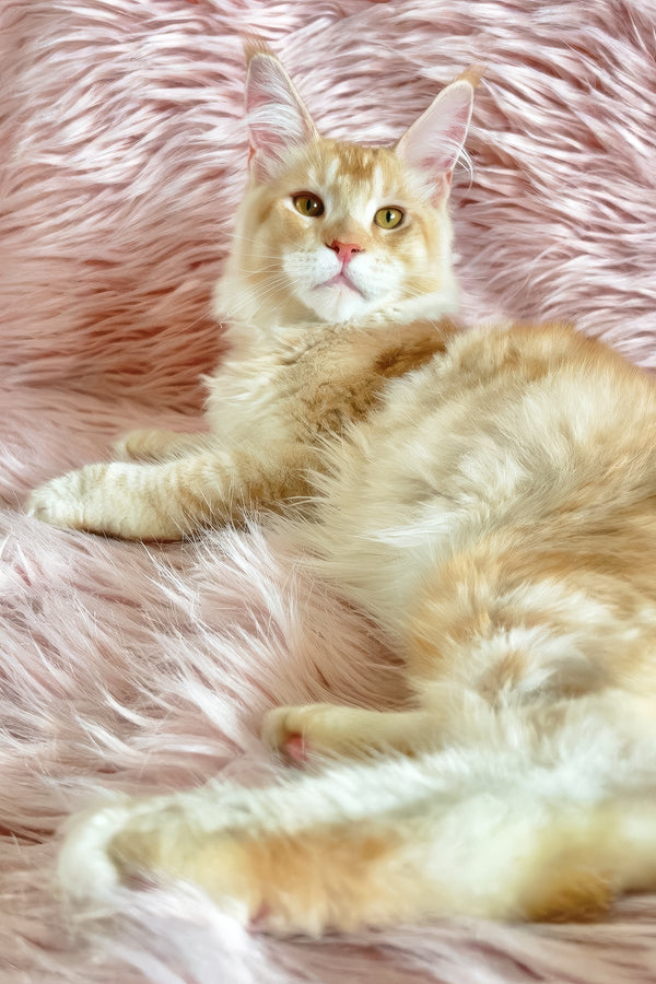 David | Maine Coon Kitten