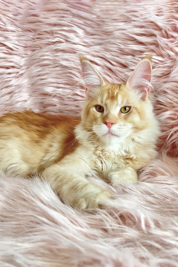 David | Maine Coon Kitten