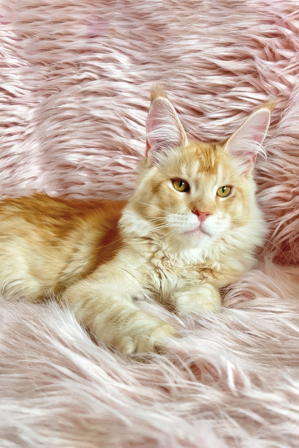 David | Maine Coon Kitten