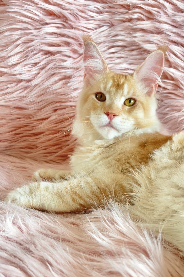 David | Maine Coon Kitten
