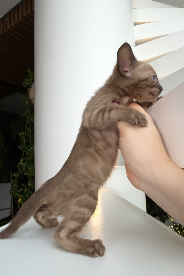 Davidon | Bengal Kitten