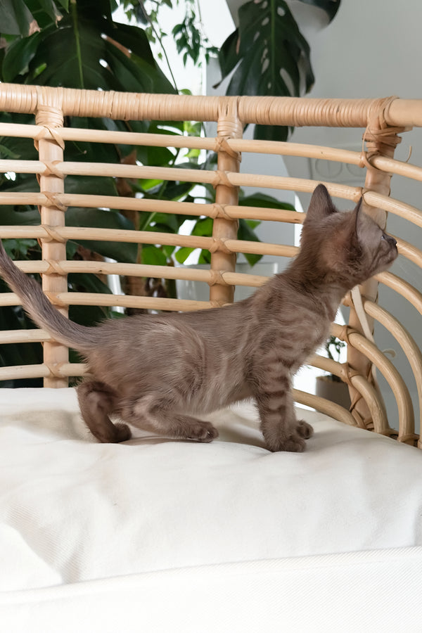 Davidon | Bengal Kitten