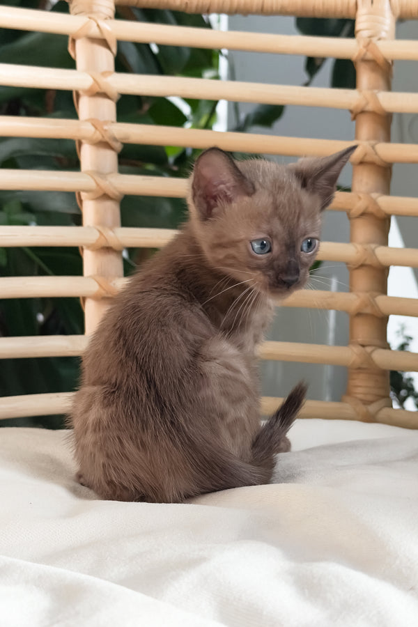 Davidon | Bengal Kitten