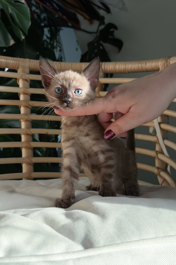 Davidon | Bengal Kitten