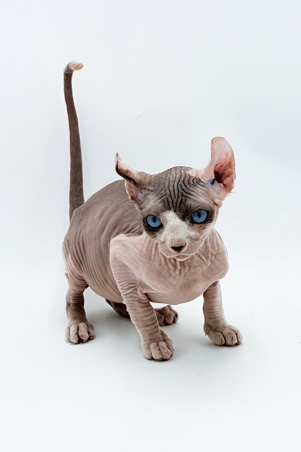 Deisel | Dwelf Sphynx Kitten