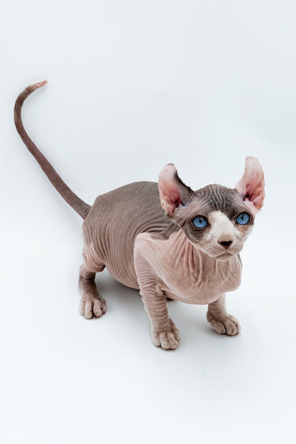 Deisel | Dwelf Sphynx Kitten