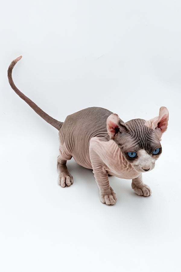 Deisel | Dwelf Sphynx Kitten