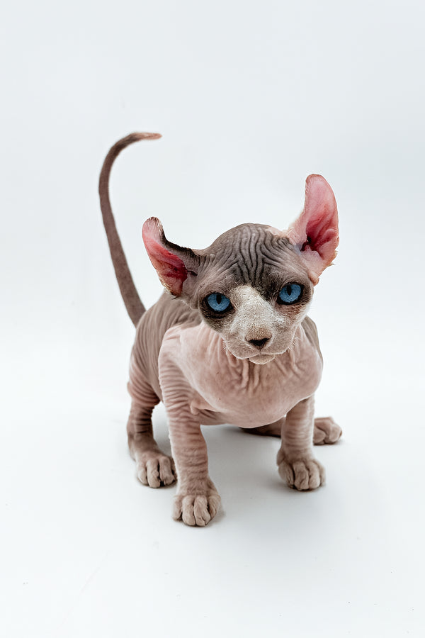 Deisel | Dwelf Sphynx Kitten
