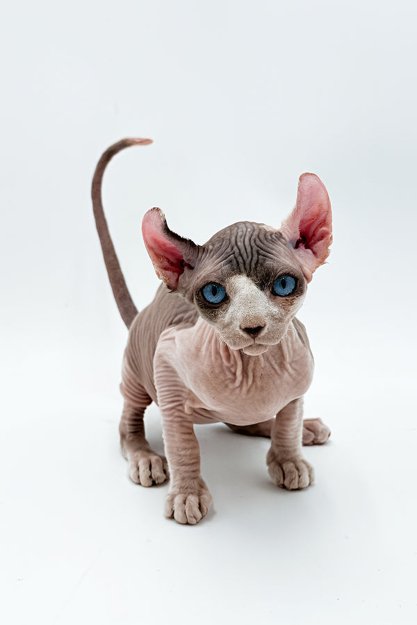 Deisel | Dwelf Sphynx Kitten