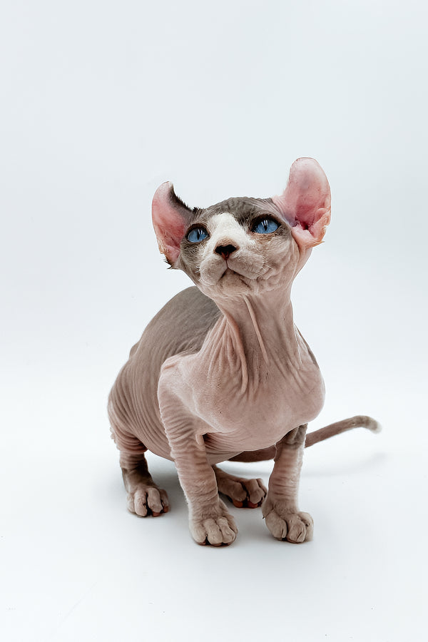 Deisel | Dwelf Sphynx Kitten
