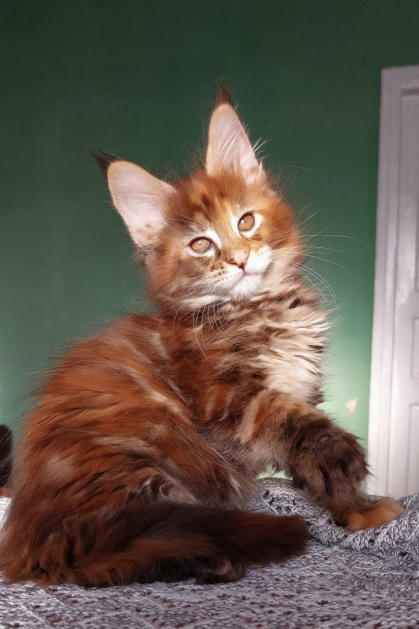 Delilah | Maine Coon Kitten