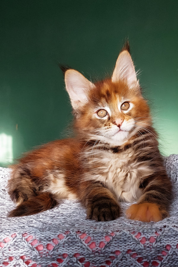 Delilah | Maine Coon Kitten