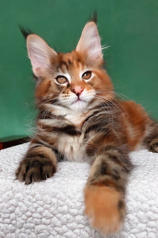 Delilah | Maine Coon Kitten
