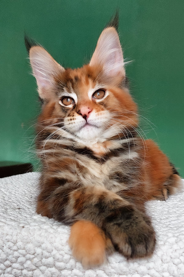 Delilah | Maine Coon Kitten