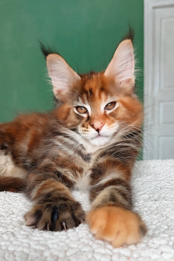Delilah | Maine Coon Kitten