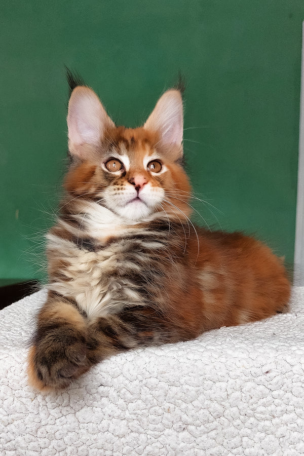 Delilah | Maine Coon Kitten