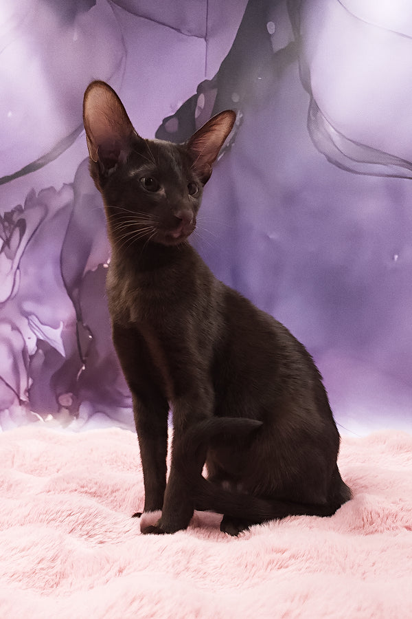 Denise | Oriental Shorthair Kitten