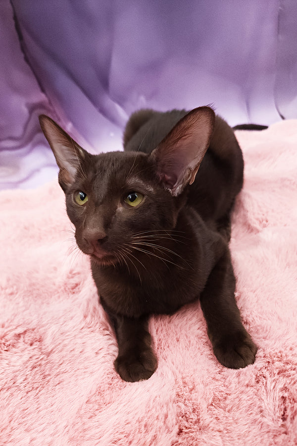 Denise | Oriental Shorthair Kitten