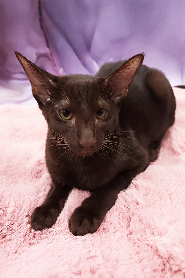 Denise | Oriental Shorthair Kitten