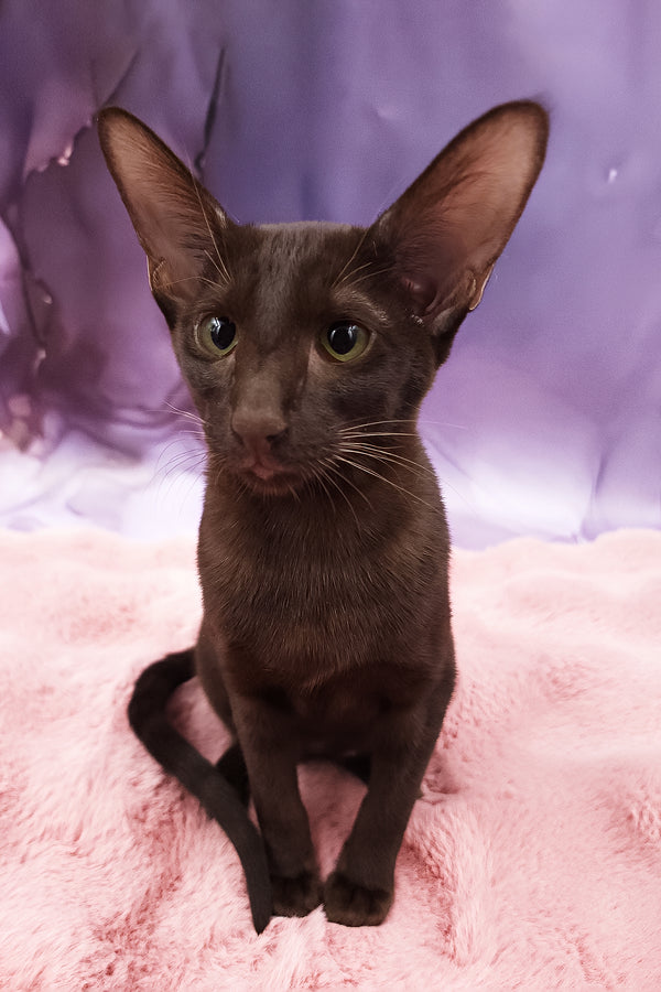 Denise | Oriental Shorthair Kitten