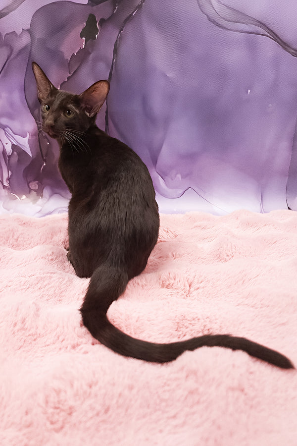 Denise | Oriental Shorthair Kitten
