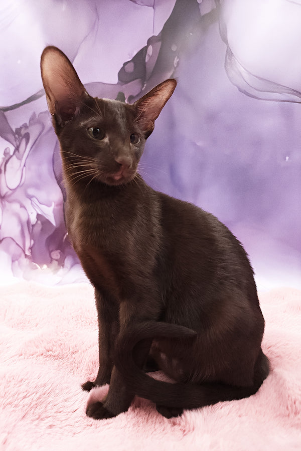 Denise | Oriental Shorthair Kitten