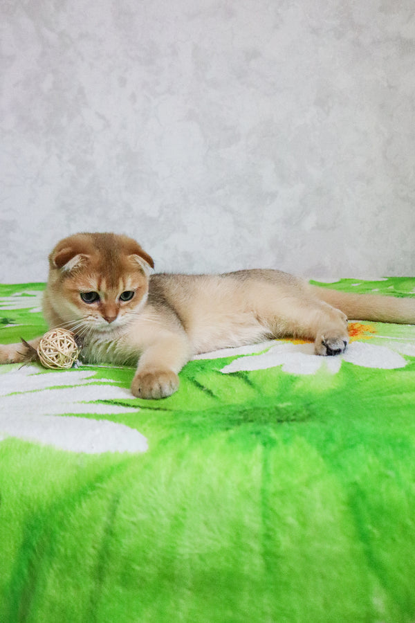 Denya | Scottish Fold Kitten