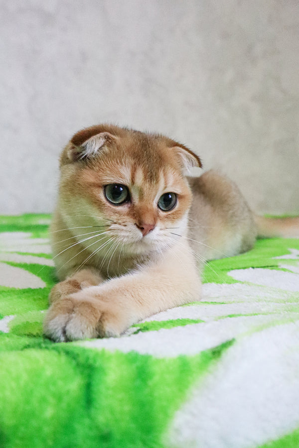 Denya | Scottish Fold Kitten