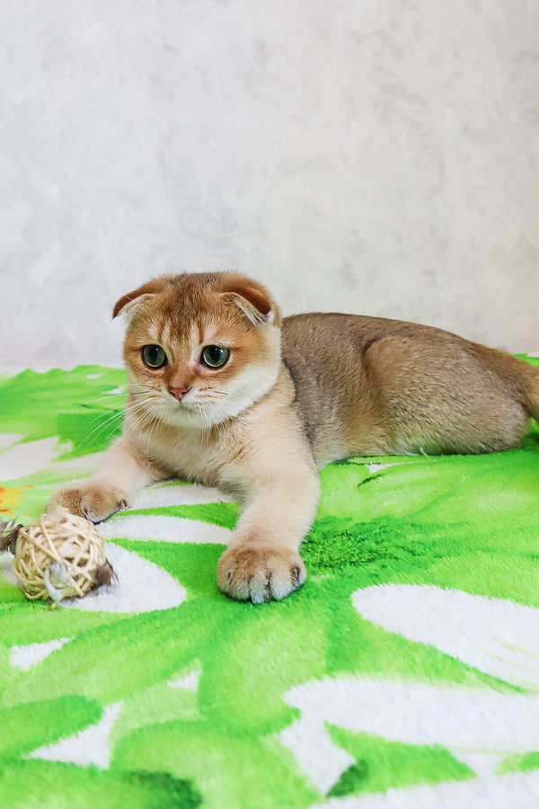 Denya | Scottish Fold Kitten