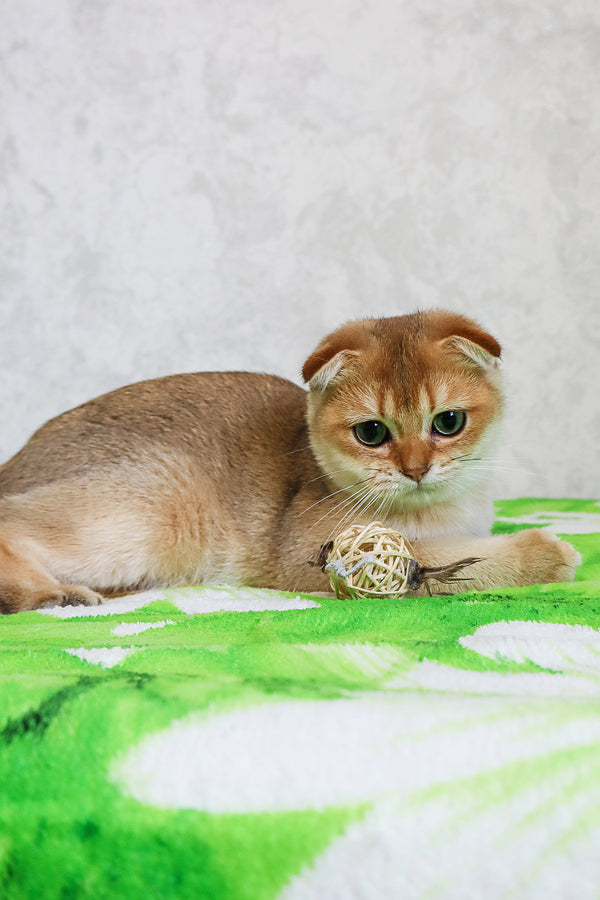 Denya | Scottish Fold Kitten