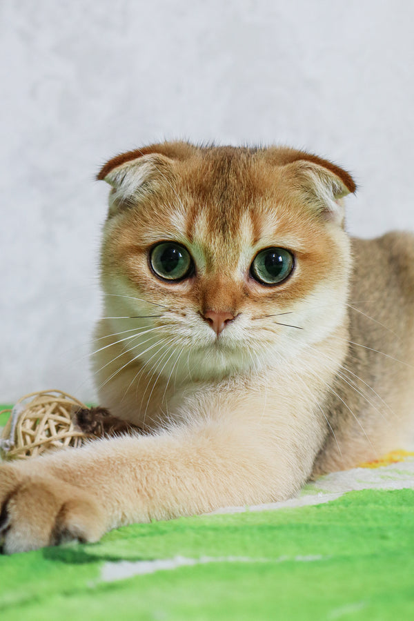 Denya | Scottish Fold Kitten