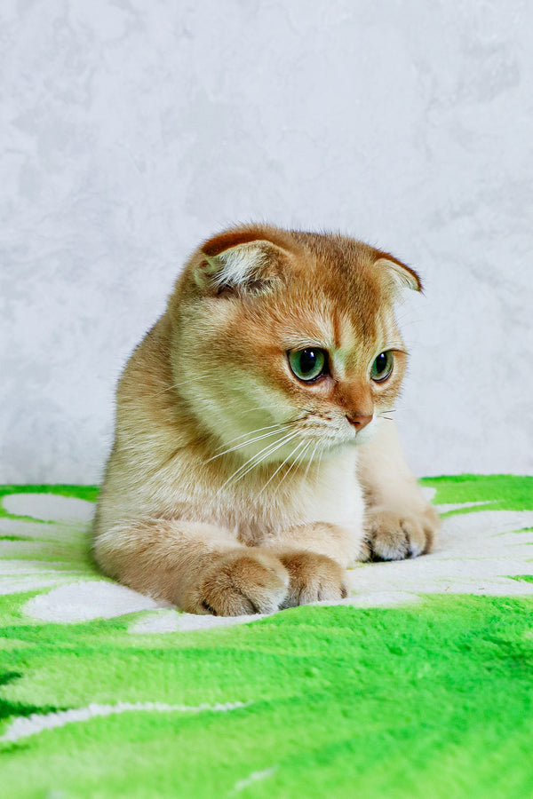 Denya | Scottish Fold Kitten