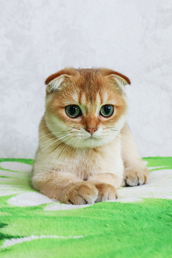 Denya | Scottish Fold Kitten