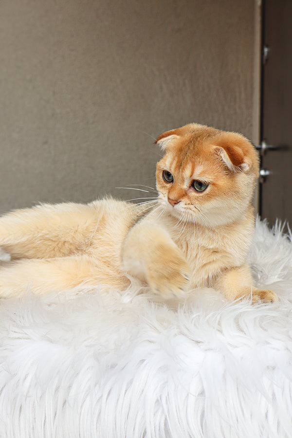 Denya | Scottish Fold Kitten