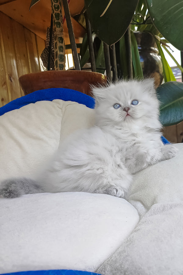 Denya | Scottish Straight Longhair Kitten