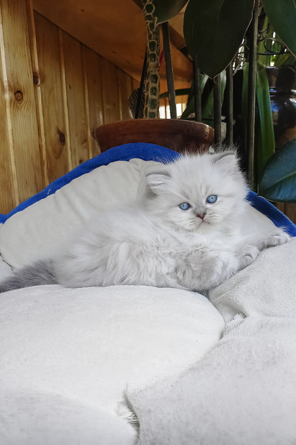 Denya | Scottish Straight Longhair Kitten