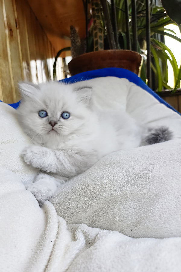 Denya | Scottish Straight Longhair Kitten
