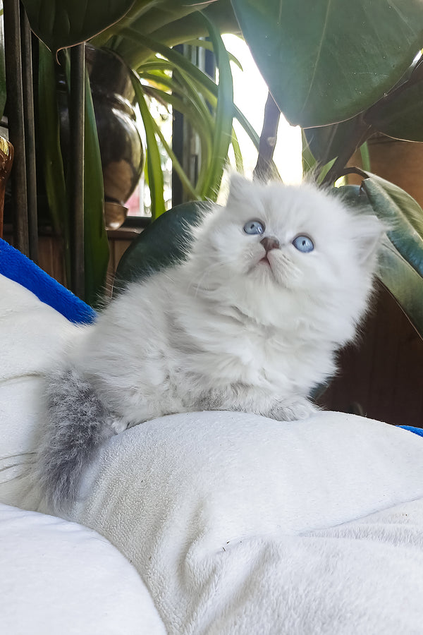 Denya | Scottish Straight Longhair Kitten
