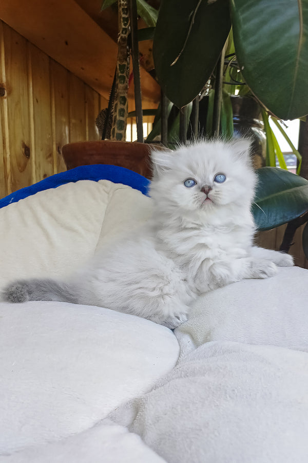 Denya | Scottish Straight Longhair Kitten