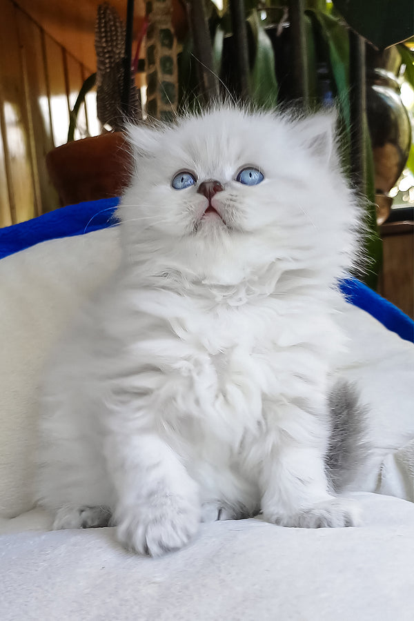 Denya | Scottish Straight Longhair Kitten