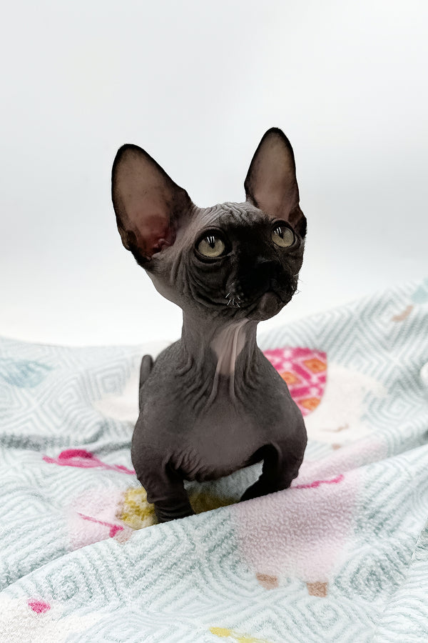 Depp | Bambino Sphynx Kitten